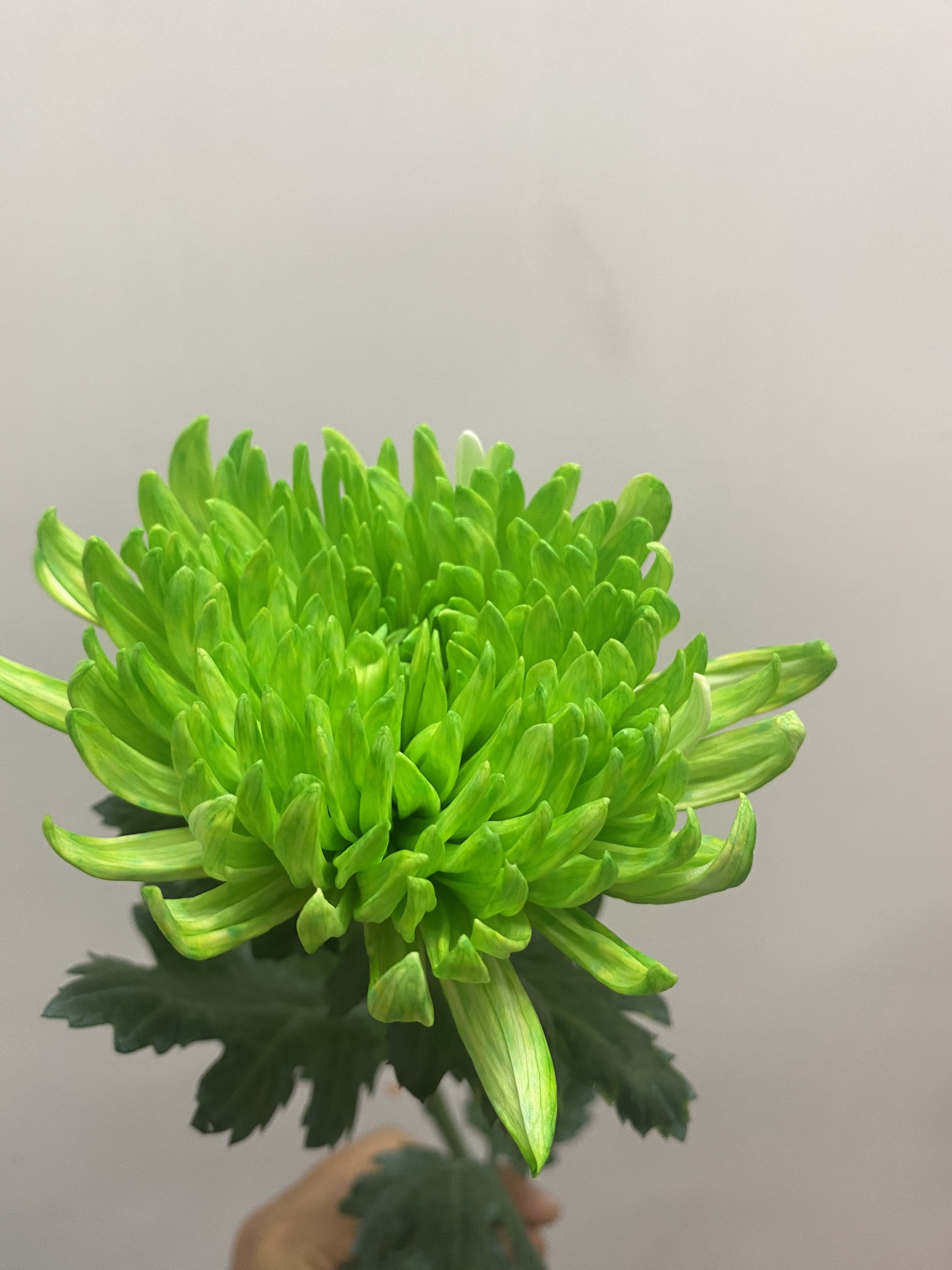 BỘT NHUỘM HOA TƯƠI CHUYÊN NGHIỆP GIÚP ĐỔI MÀU HOA CẮT CÀNH NHẬP KHẨU ẤN ĐỘ
