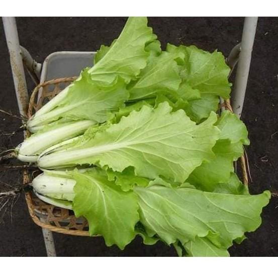 HẠT GIỐNG CẢI BẸ DÚN THÁI LAN