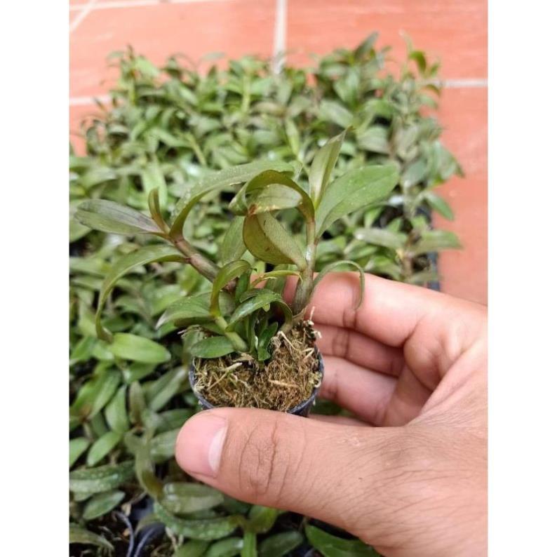 Hoa phong lan phi điệp trường sơn