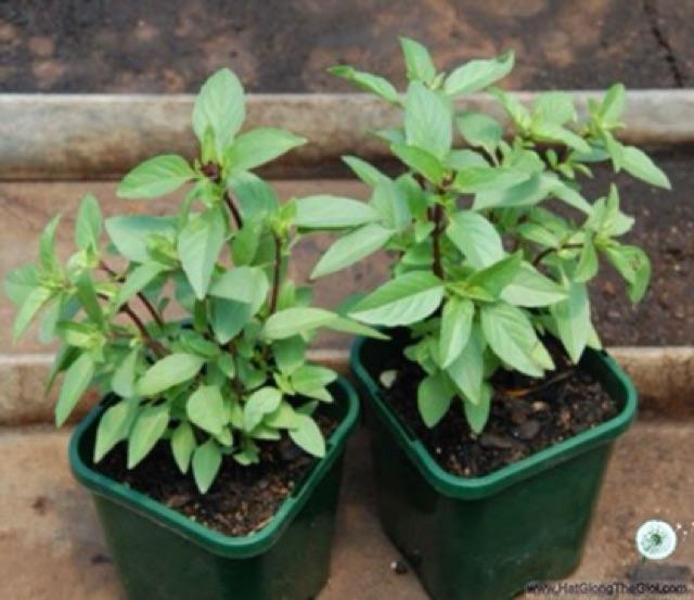Hạt giống húng quế 5gr