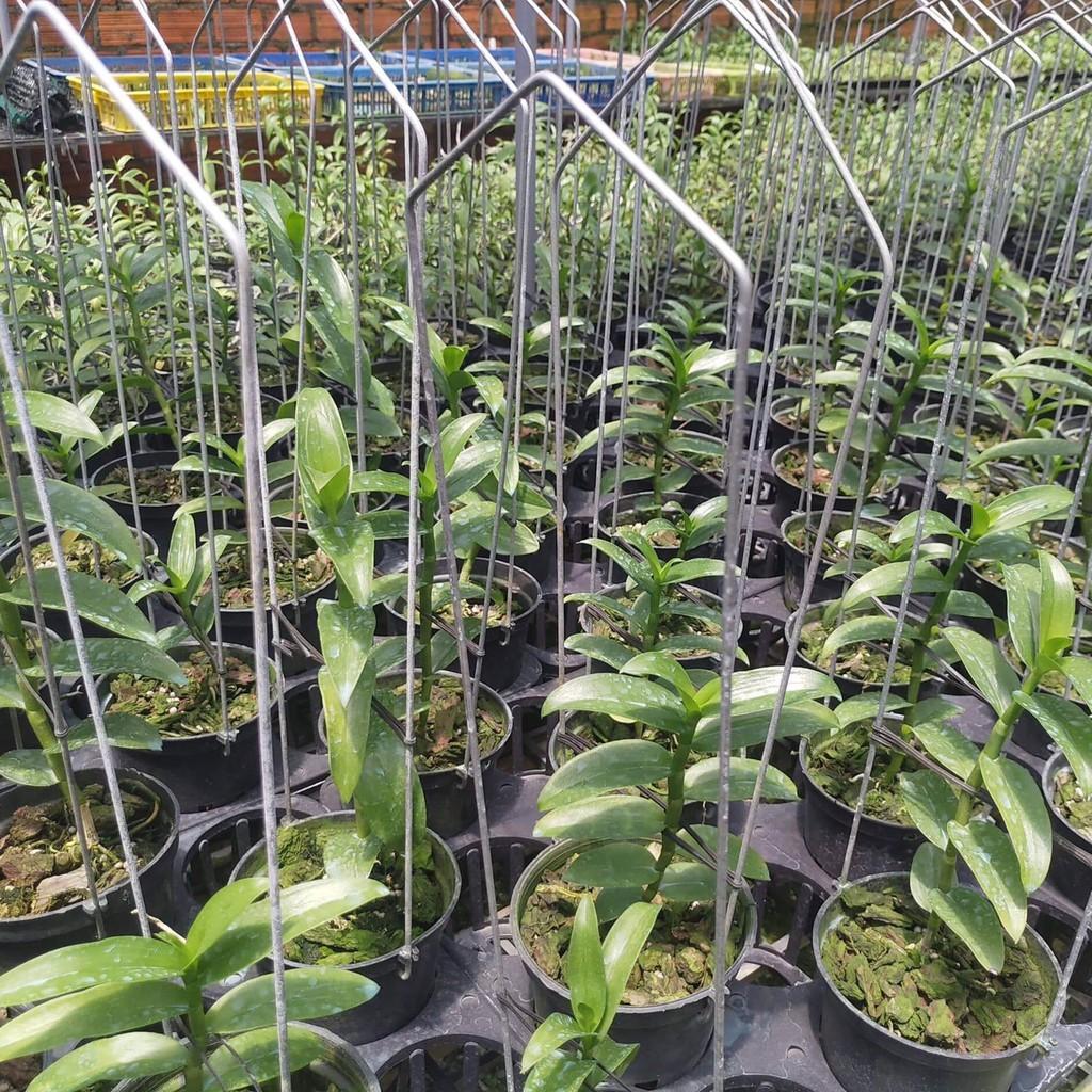 100 móc U chậu 12