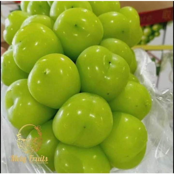 CÂY GIỐNG NHO SỮA