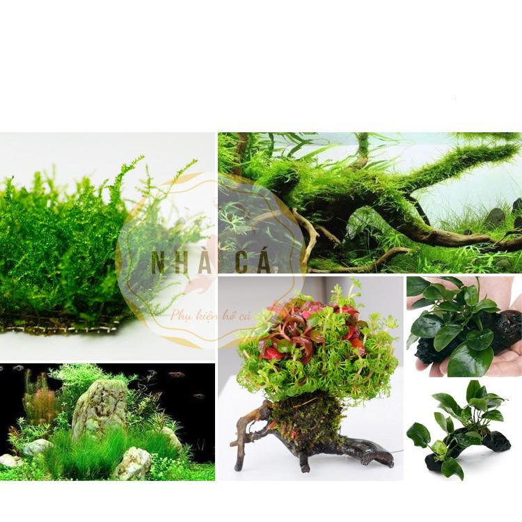 Cước buộc rêu, cố định cây thủy sinh