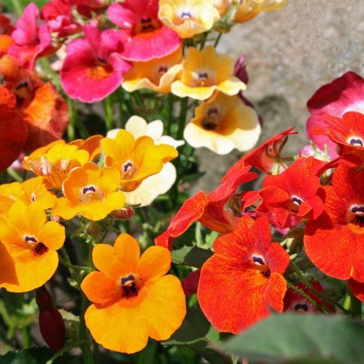 Hạt giống Cúc Nemesia Mix – Gói 100Hạt