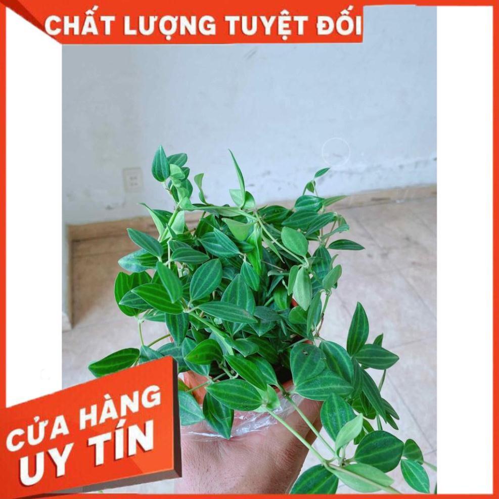 Chậu cây bình an Nhiều Người Mua