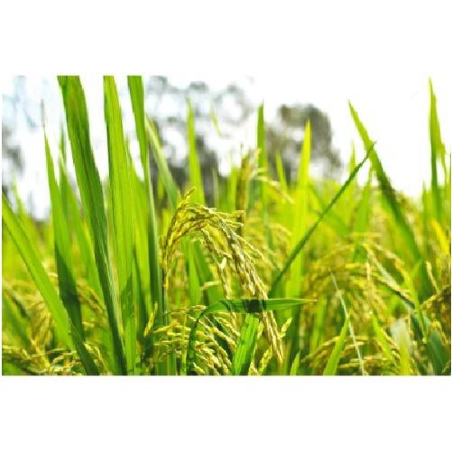 [Tặng 2Kg Gạo ST25] Combo 10kg Gạo ST25 Hoa Lúa túi 2kg (Tổng 12Kg)