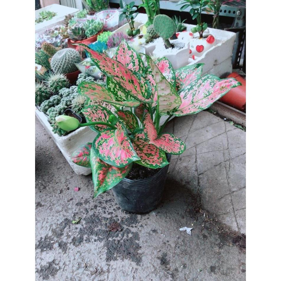 Chậu Cây Hoa Vạn Lộc Bán Chạy