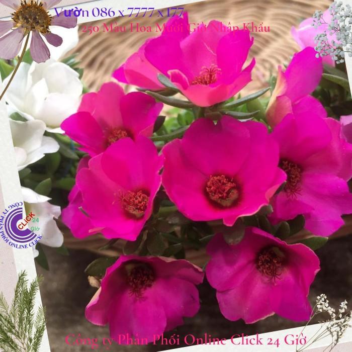 Hoa Mười Giờ Sam Giọt Nước Giống Mới Tuyệt Đẹp Hoa Nhiều Dầy Đặc Hoa Mười Giờ Bonsai & Phụ Kiện