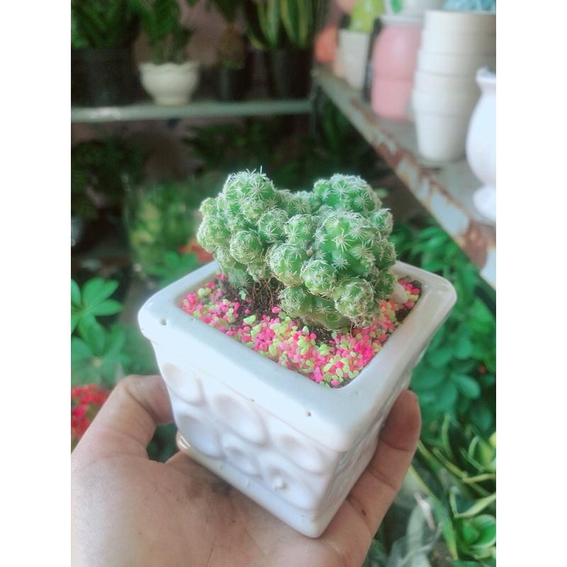 Chậu Xương Rồng Trứng Chim