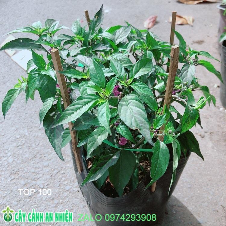 Bụi Ớt Tím