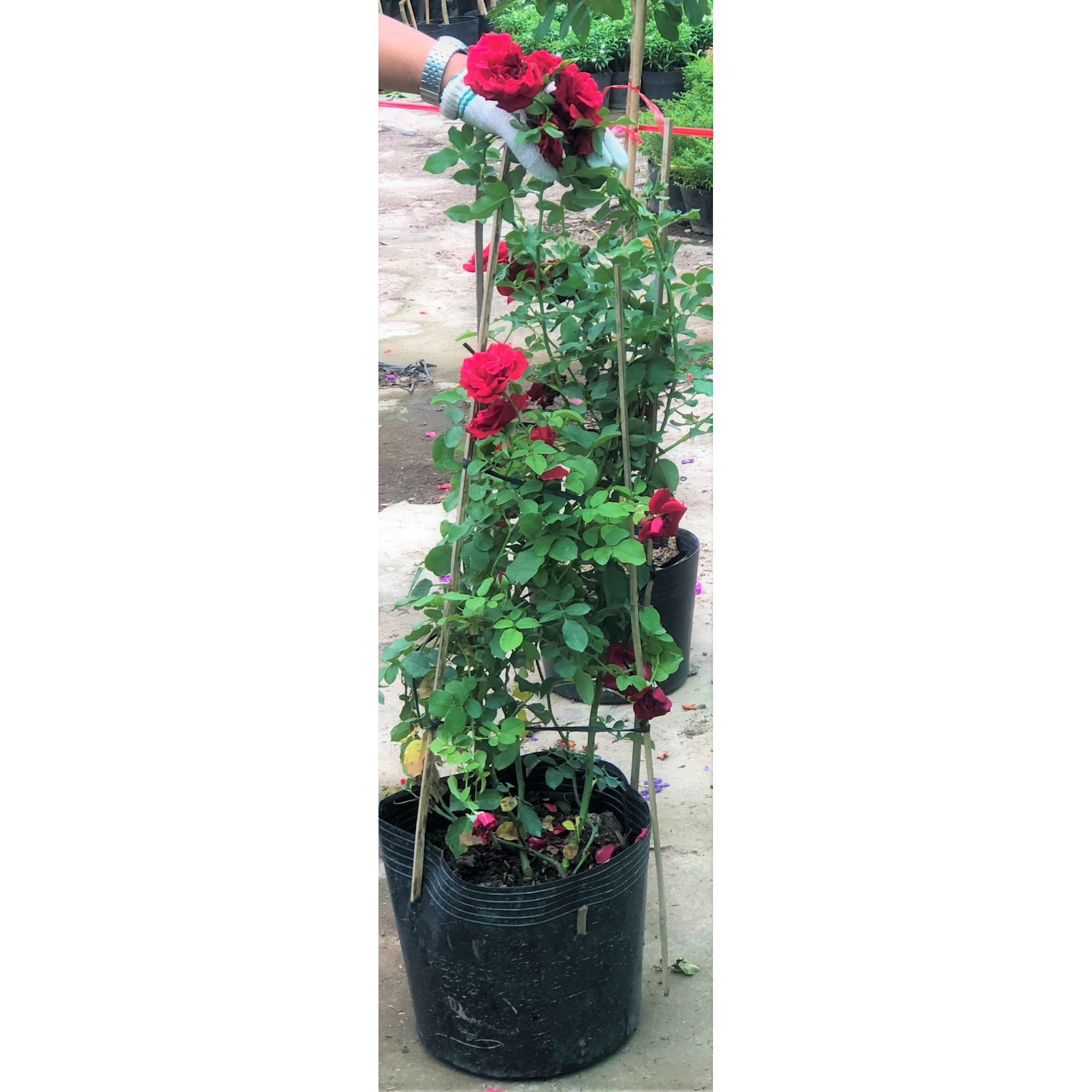 Chậu hồng leo cổ Hải Phòng cao 120 - 150 cm trồng nơi có nhiều nắng