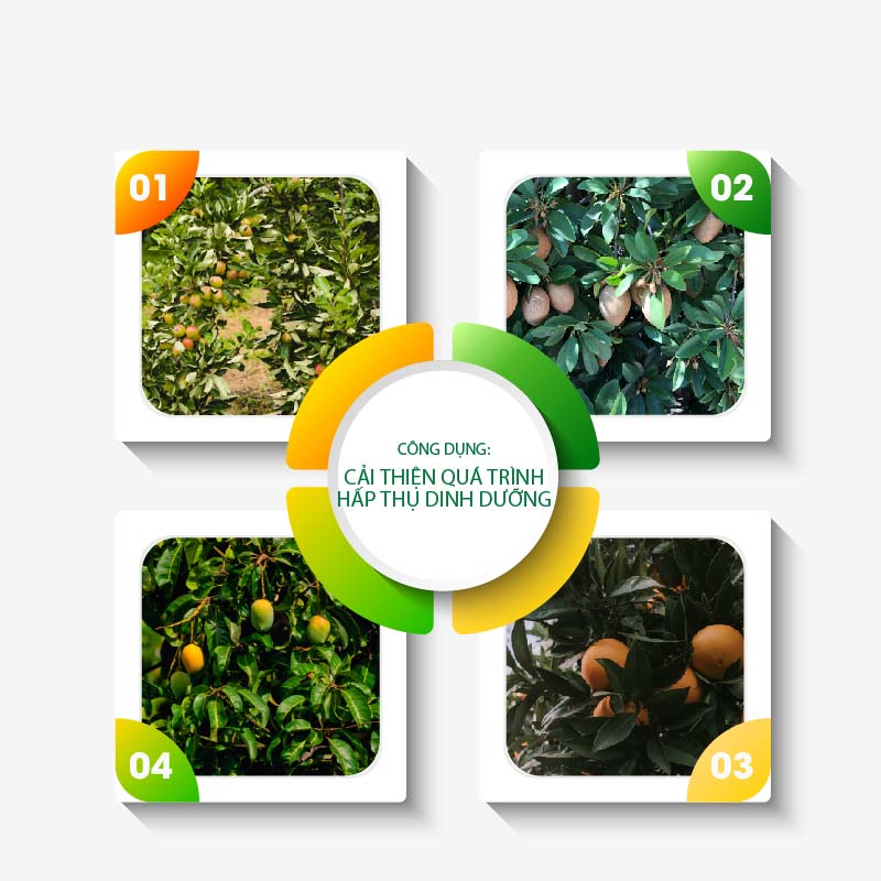 Phân Bón Sinh Học Ecom Kích Ra Hoa Đậu Trái, Tăng Trưởng Toàn Diện Cho Cây Tăng Năng Suất - Vi Sinh 1 Lít