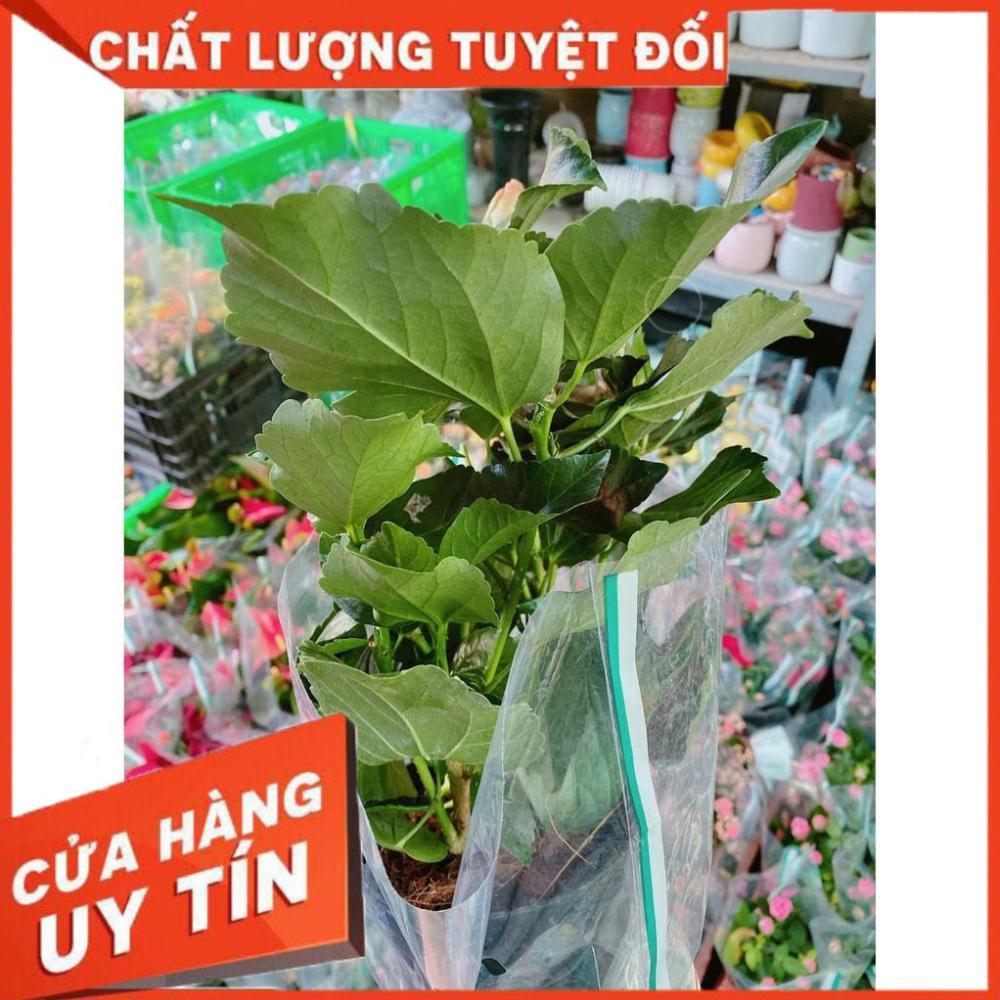 Hoa Dâm Bụt MiNi Nhiều Người Mua