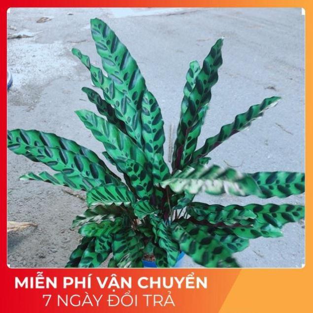 Đuôi Công Xanh