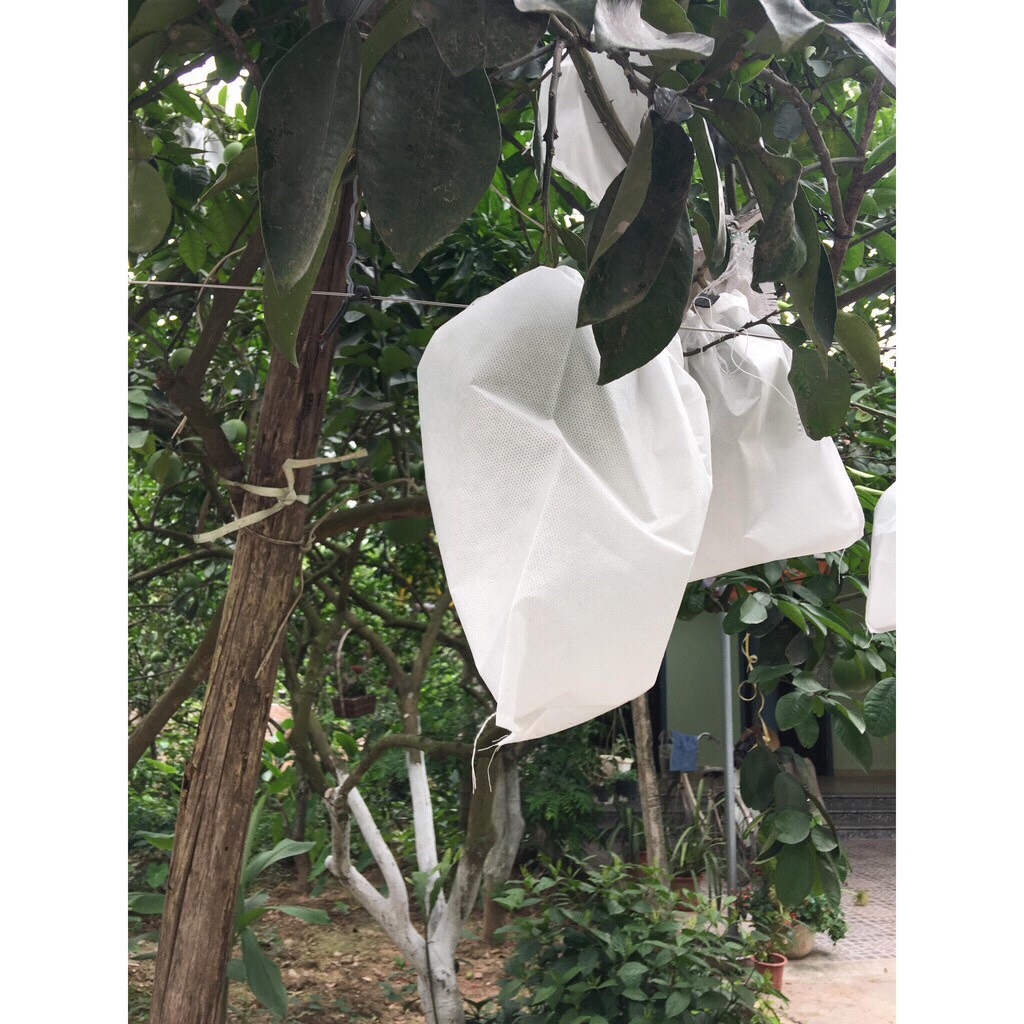 100 Túi bọc bưởi 30x30cm dùng cho bưởi, cam, xoài, mãng cầu, túi bọc trái cây