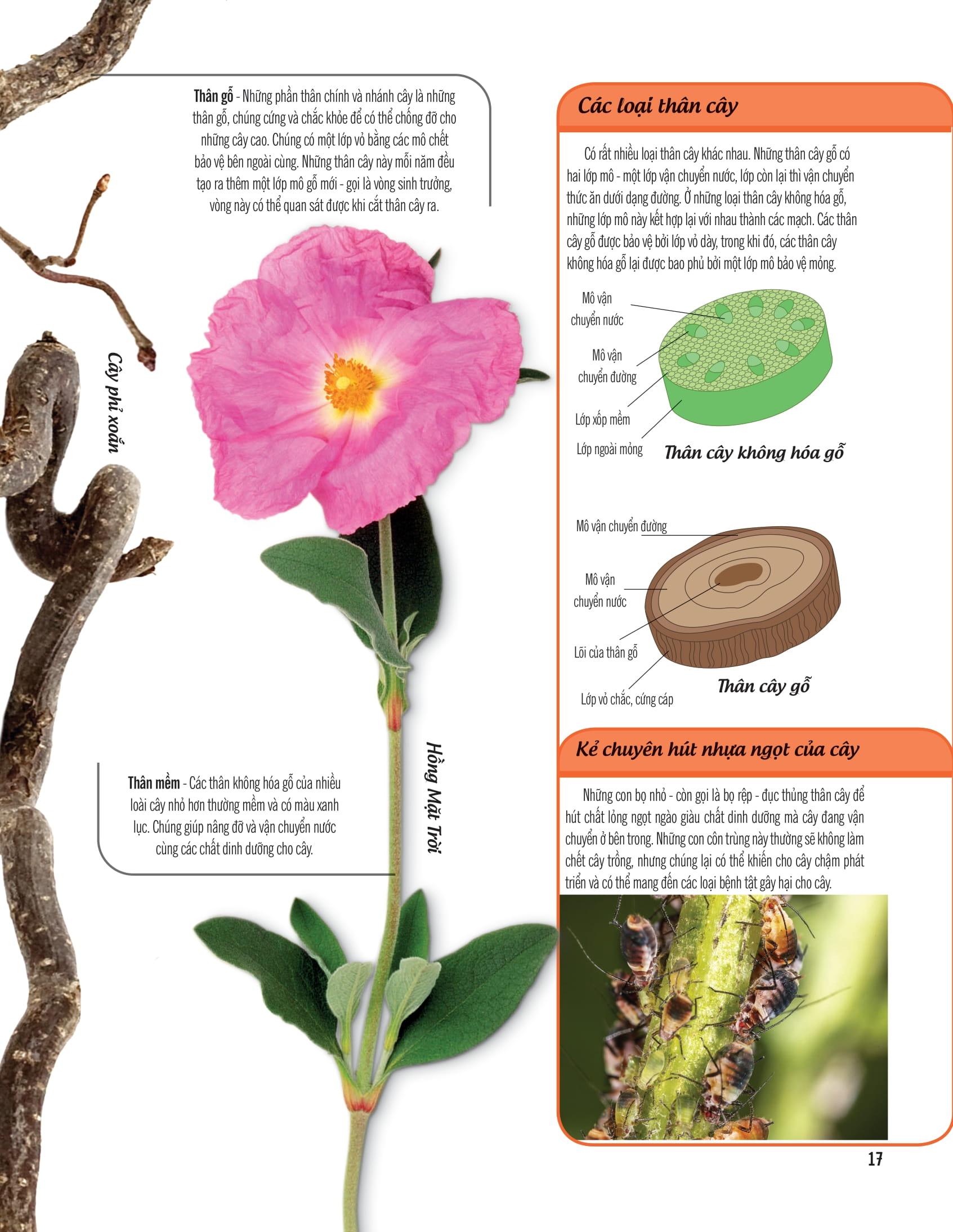 Bách Khoa Thư Về Thế Giới Thực Vật - Cây, Lá, Hoa Và Hạt