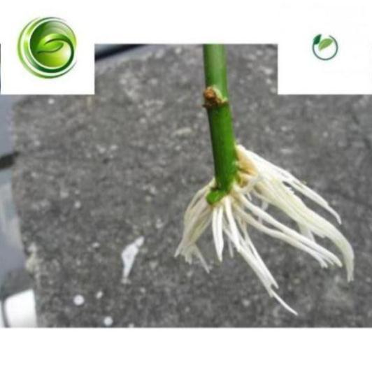 Thuốc kích thích ra rễ lọ 100g cực mạnh