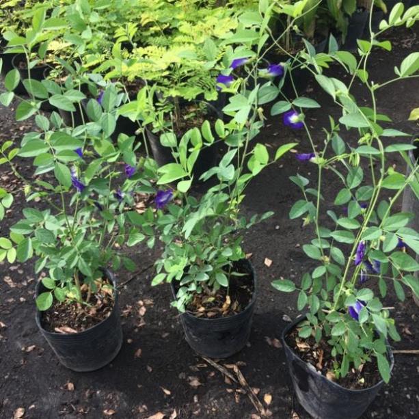 Cây hoa đậu biết