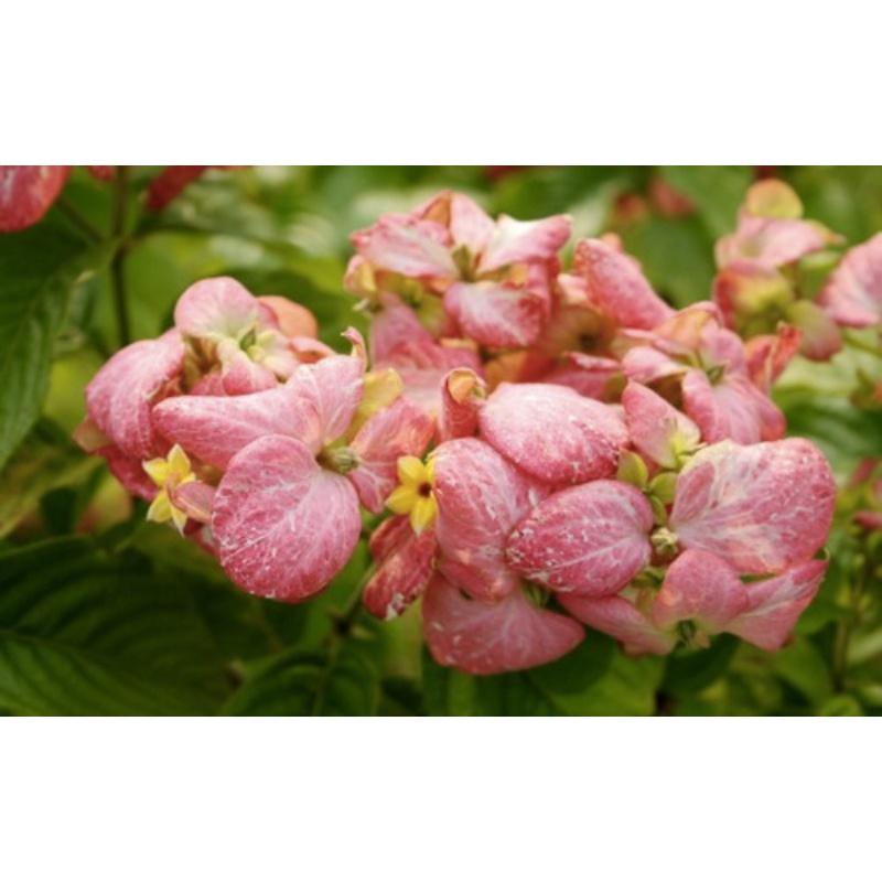 Cây Hoa Bướm Màu Hồng