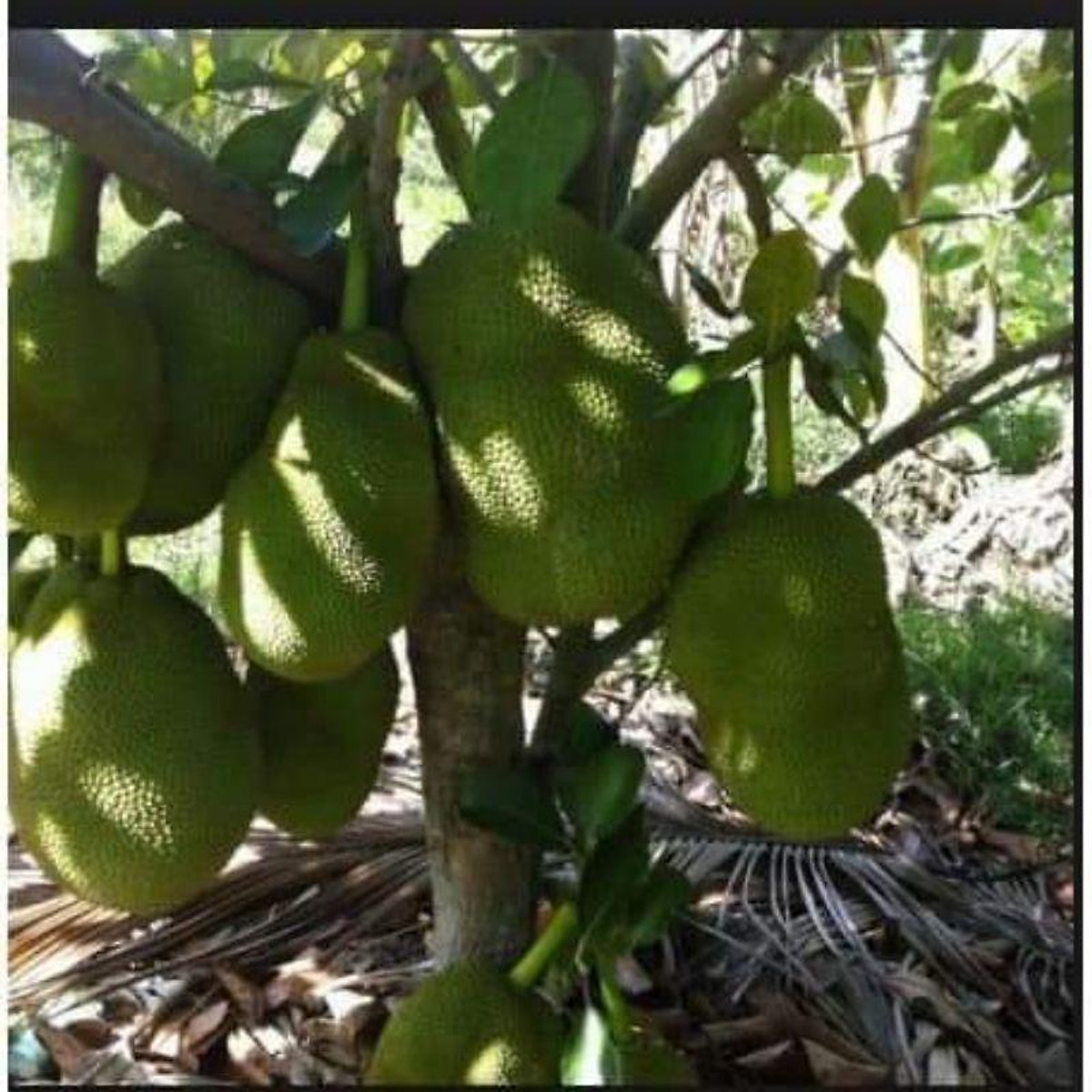 CÂY GIỐNG MÍT LÙN RUỘT ĐỎ SIÊU QUẢ