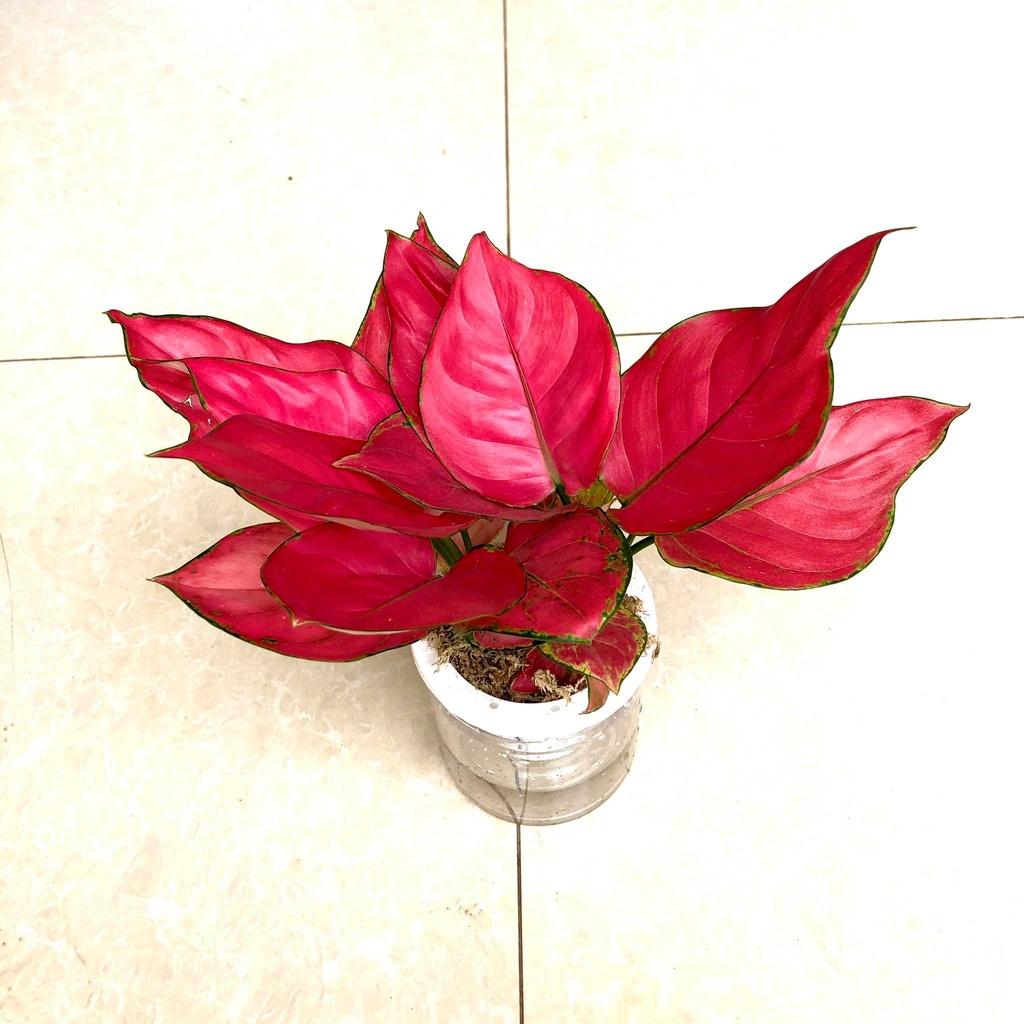 Cây vạn lộc đỏ thủy sinh