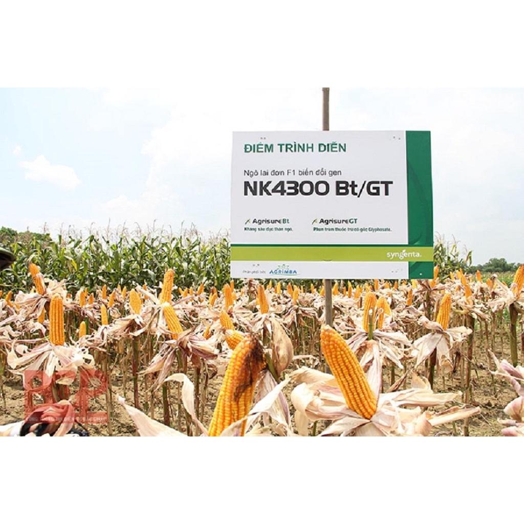 HẠT GIỐNG NGÔ LAI ĐƠN BIẾN ĐỔI GEN NK4300Bt/GT GÓI 100G NĂNG SUẤT CAO
