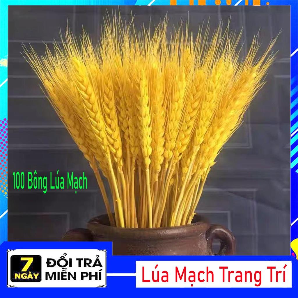 Sét 100 Bông Lúa Mạch Vàng Phong Thủy Chưng Trong Nhà Mang Lại Tài Lộc Ấm No