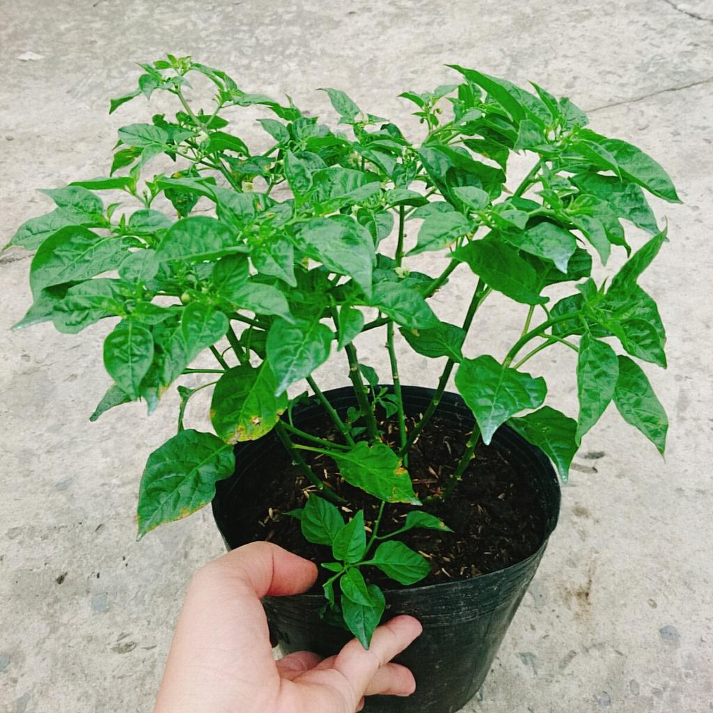 Cây ớt peru - ớt cay nhất thế giới - cây cao 30 cm + tặng phân bón
