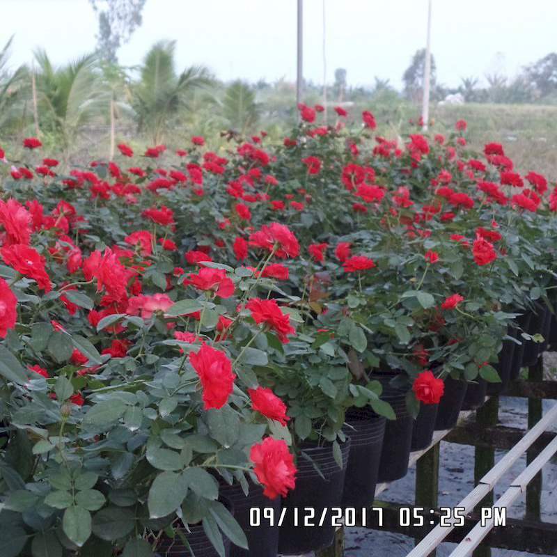 25 Chậu C13 LỚN 36x30cm nhựa PE dẻo trồng cây bền trên 10 năm-77116