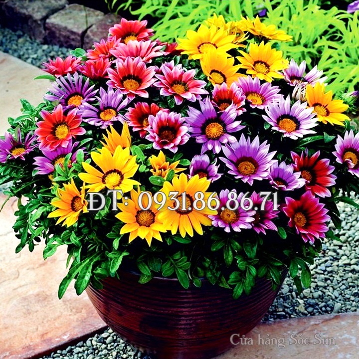Hạt giống hoa cúc Gazania – Bịch 10 hạt – Mã số 1534