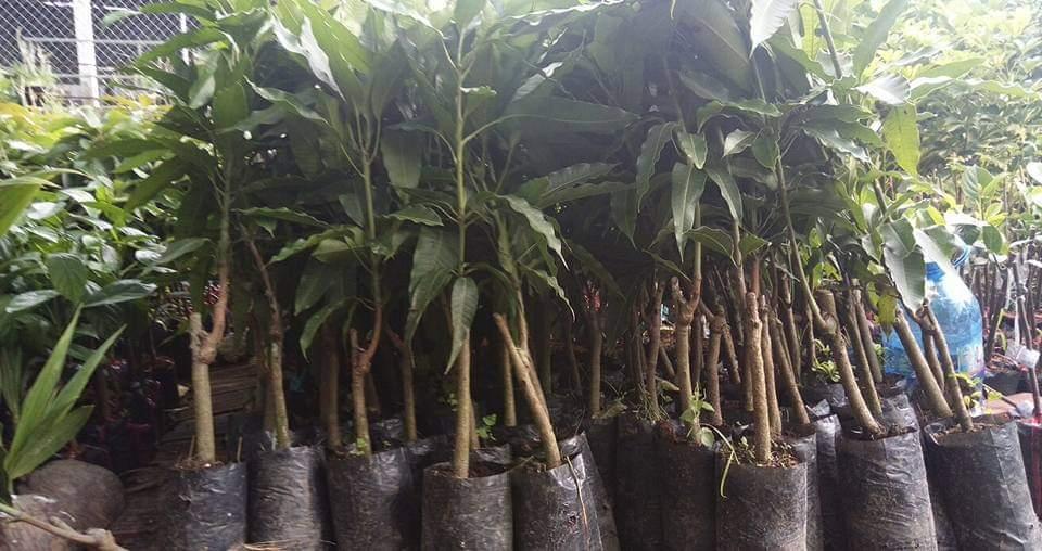 Cây giống xoài cát