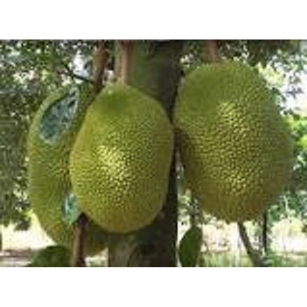 CÂY GIỐNG MÍT KHÔNG HẠT SIÊU NGỌT