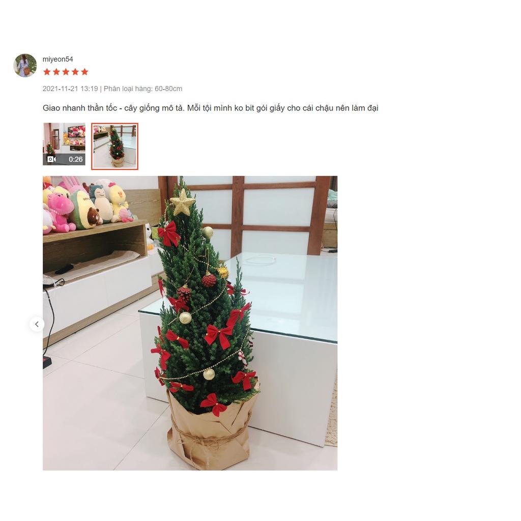 Cây Sơn Tùng Noel + TẶNG kèm giấy Kraft khổ lớn trang trí cây