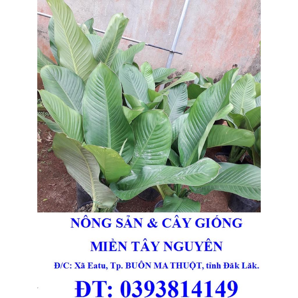 Combo 2 Cây giống Đại Tỷ Phú KHỔNG LỒ *