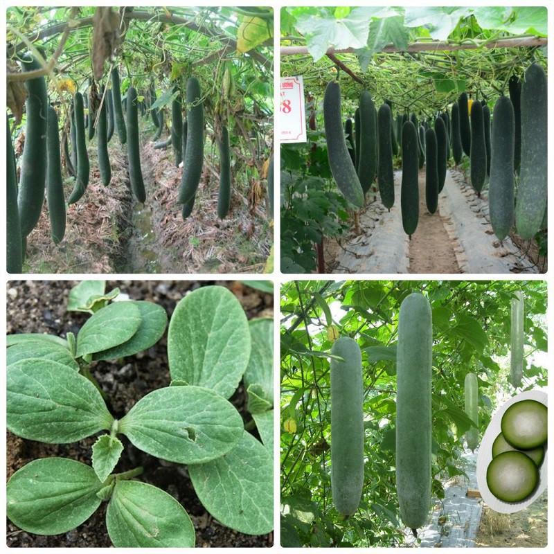 Hạt giống bí xanh dài 1 gói 30 hạt