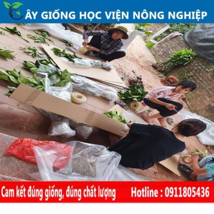 Sản phẩm Cây Ăn Trái cây giống khế chua sai quả của viện nghiên cứu cây trồng nông nghiệp