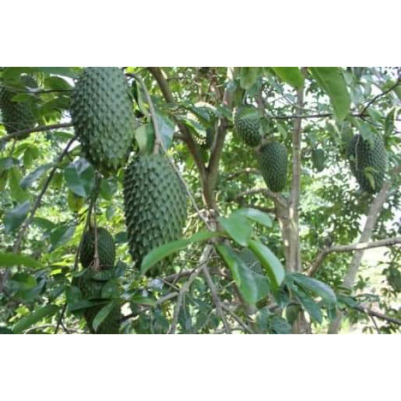 Cây giống mãng cầu xiêm