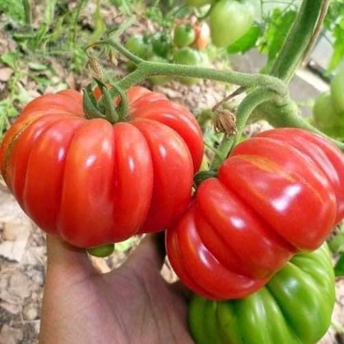 Hạt giống cà chua hoa thị , đóng gói 0,1gr