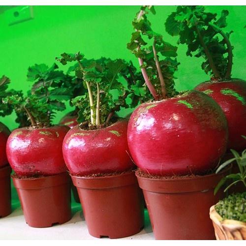 Hạt giống củ cải đỏ khổng lồ - CỦ CẢI THẦN TÀI - 10 hạt