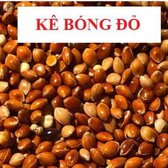 COMBO 5Kg KÊ ĐỎ TO (BÓNG ĐỎ) CHO CHIM,VẸT, YẾN PHỤNG, CU GÁY, BỒ CÂU, MANH MANH