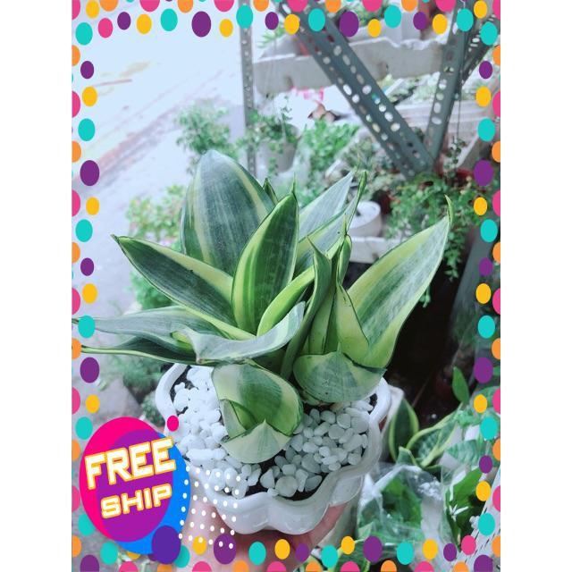 Chậu Lưỡi Hổ Thái Vàng