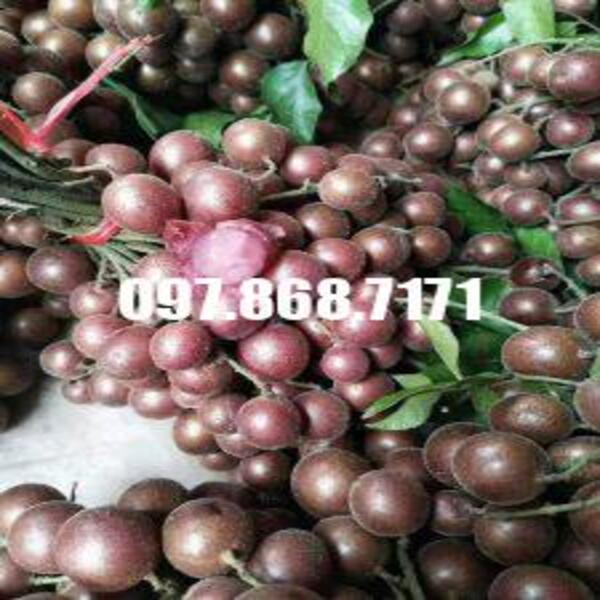 Quất hồng bì tím