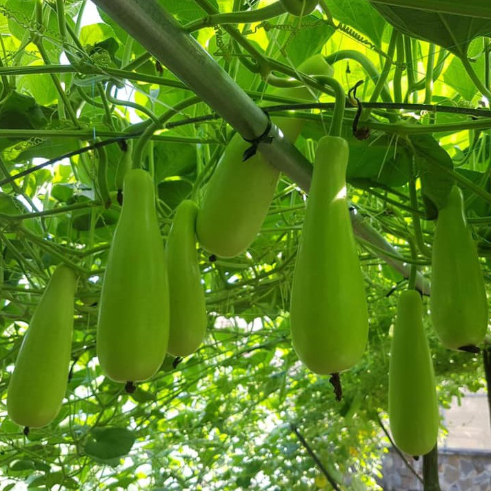 Hạt Giống Bầu Xị F1 400AQ