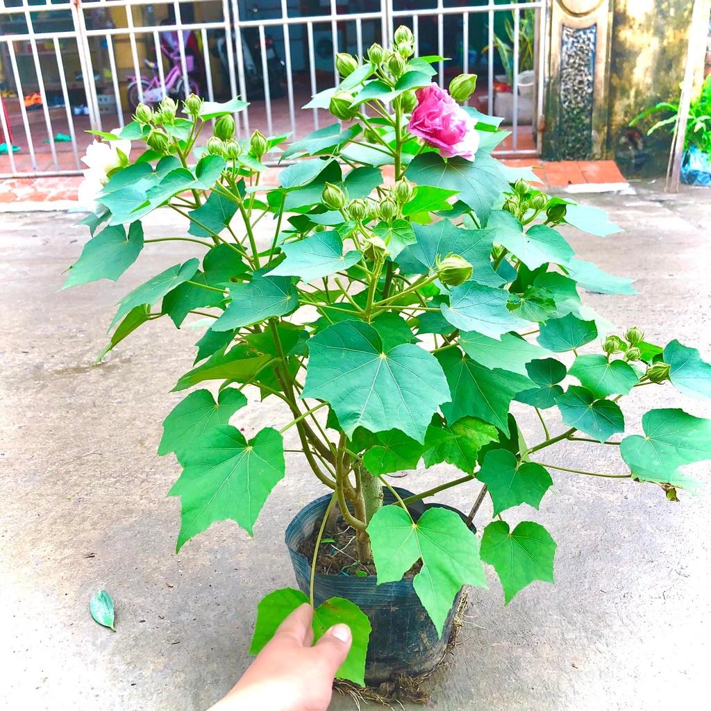 Cây hoa phù dung đổi màu đang hoa cao 70cm