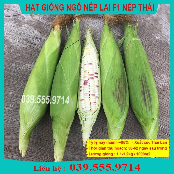 Hạt Giống Ngô Nếp Thái Gói 50gram- Hạt Ngô Tím Xen Trắng Thơm Dẻo Ngon Năng Suất Cao