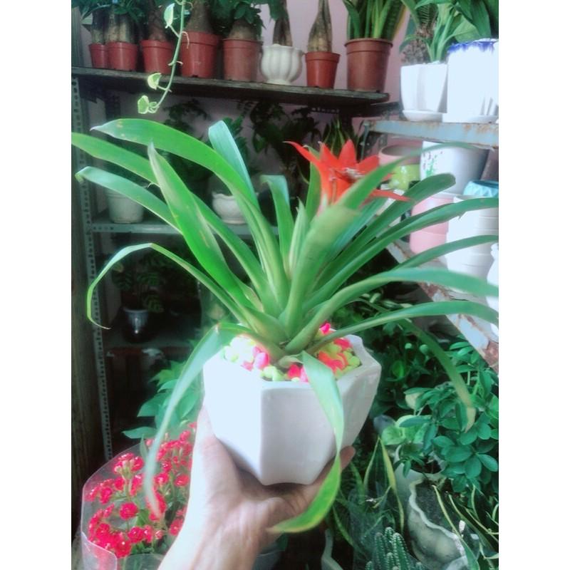 Chậu Phong Lộc Hoa