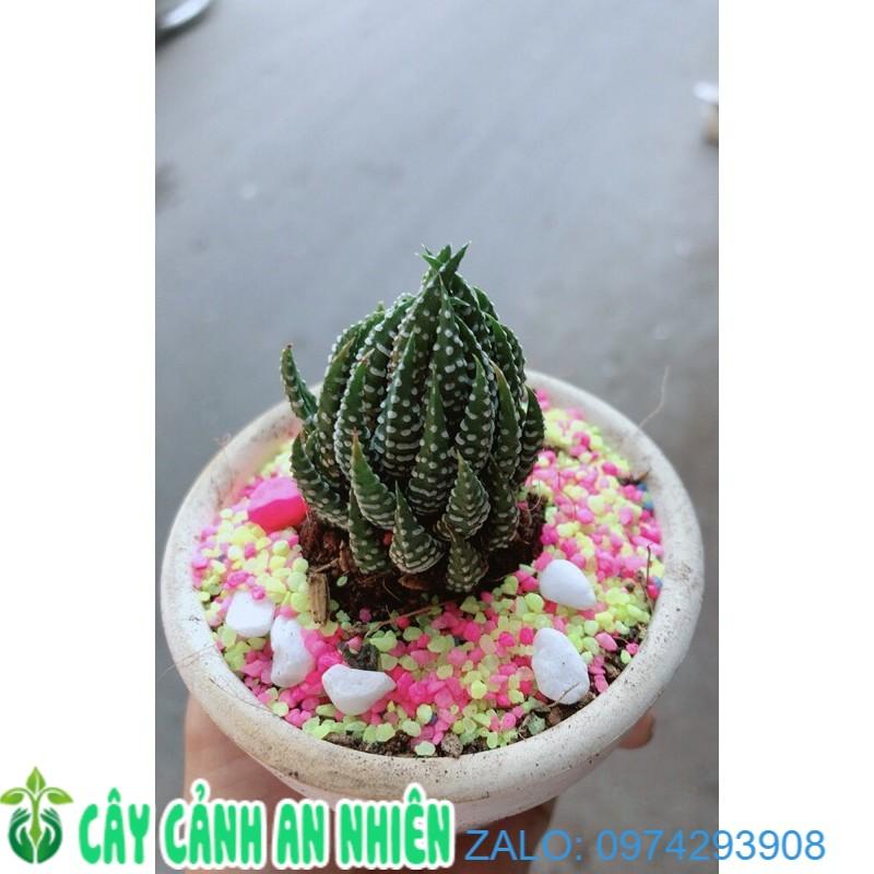 Chậu Móng Rồng Búp