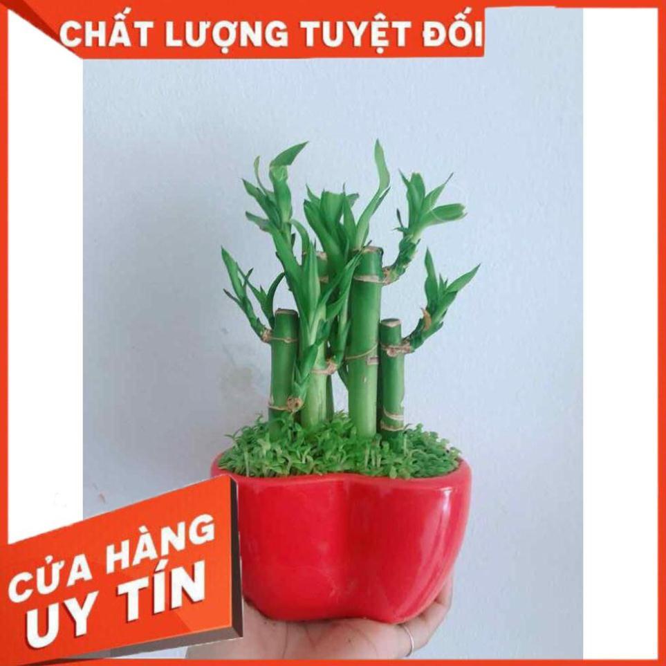 Chậu trúc phát tài trái tim Nhiều Người Mua