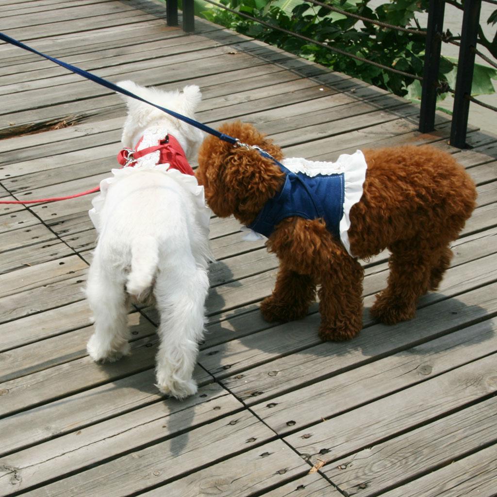Pet Dog Harness Leash Pet Costume Clothes for Small Pet Cat Puppy
