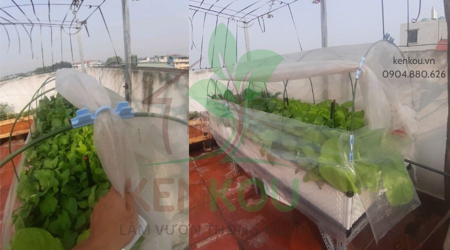 Màng phủ rau Vải không dệt khổ 2.1m x dài 10m Passlite, Paopao Nhật Bản, ngăn sương, ngăn mưa, giữ ấm, thông t